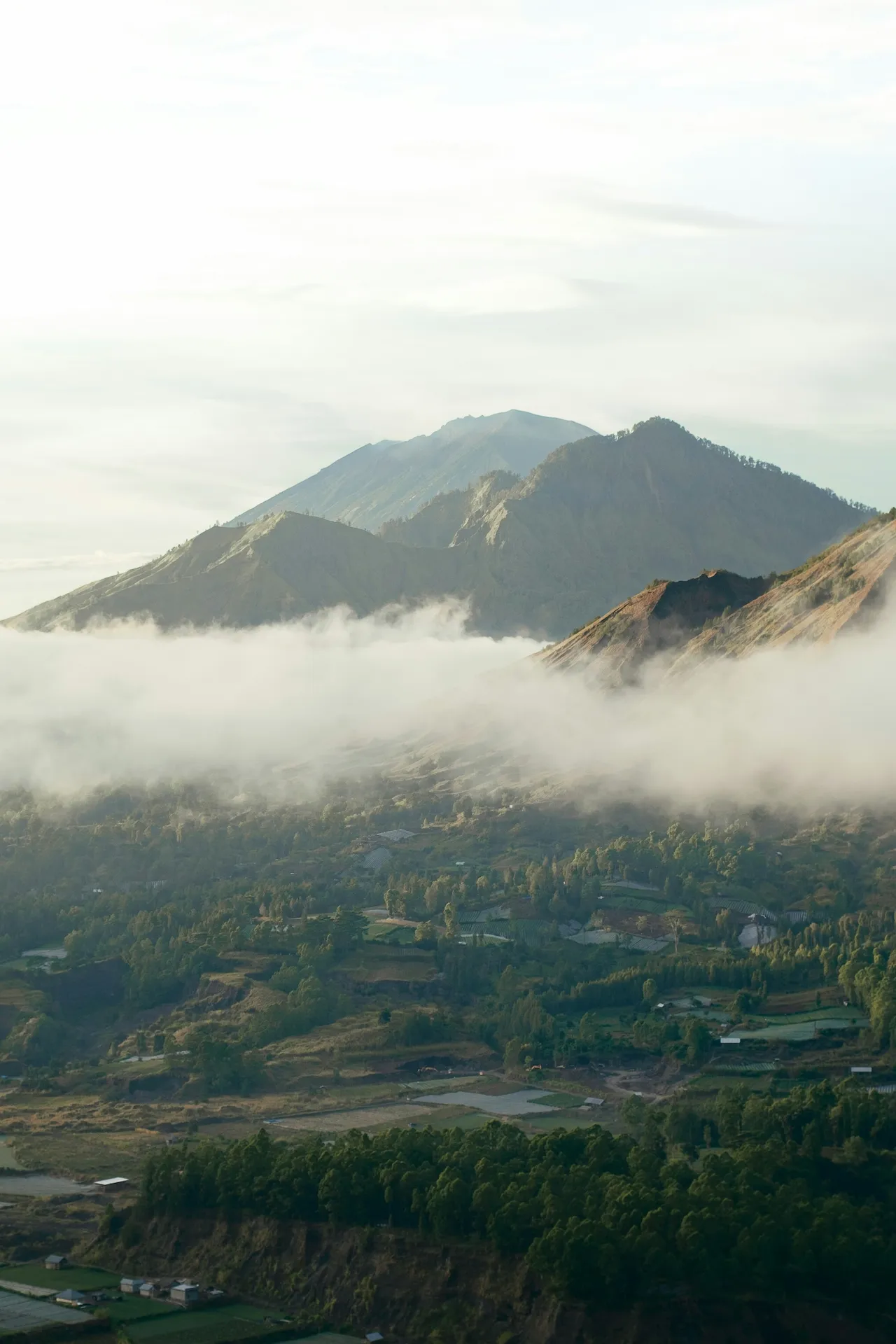 Kintamani